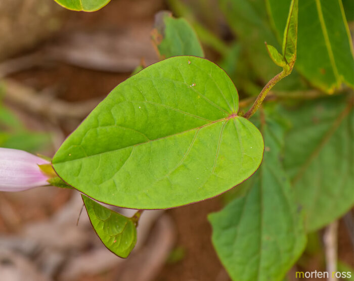 Ipomoea procurrens