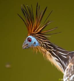 Hoatzin (Opisthocomus hoazin)