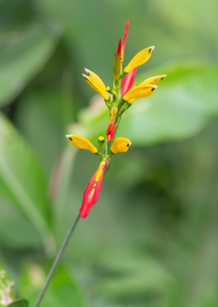 Heliconia hirsuta