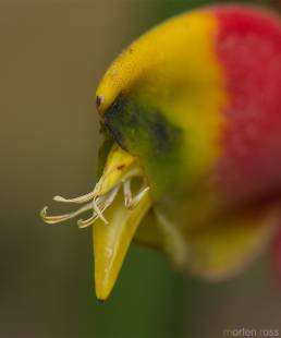 Heliconia rostrata