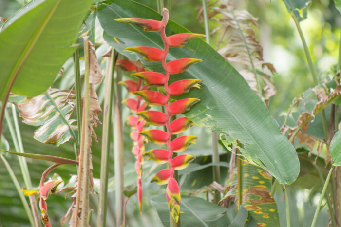 Hanging Lobster Claw Heliconia (Heliconia rostrata)
