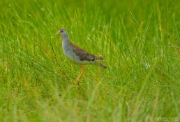 Azure Gallinule (Porphyrio flavirostris)