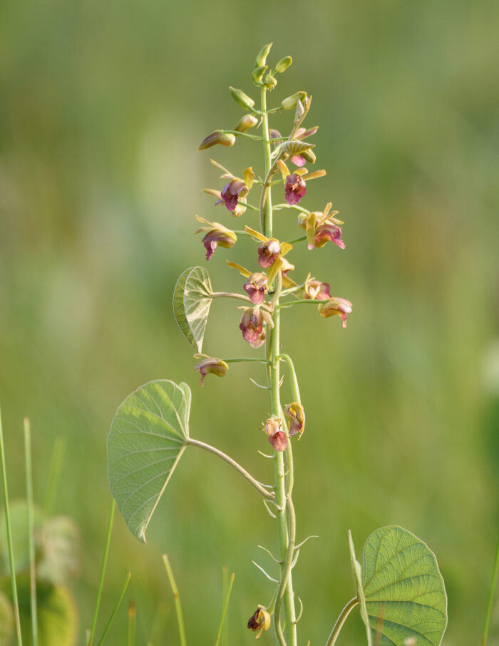 Wild Coco (Eulophia alta)