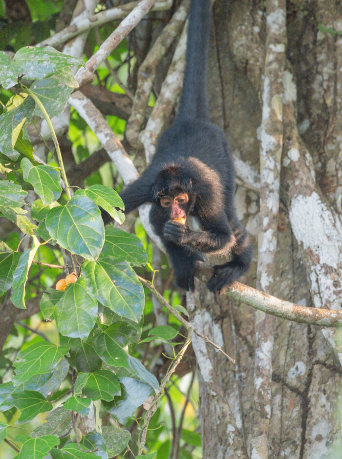 Black-faced Black Spider Monkey (Ateles chamek)