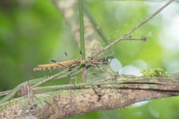 Pseudophasma blanchardi