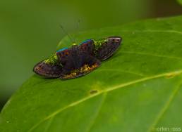 Rainbow Metalmark (Caria trochilus)