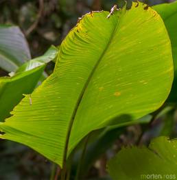 ARCC plant 04 (Calathea)