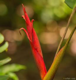 ARCC heliconia 04