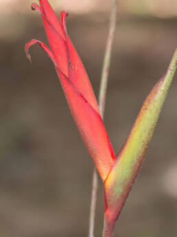 Heliconia