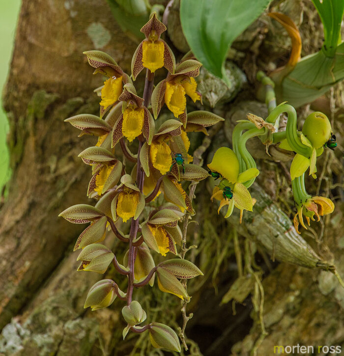 Catasetum schunkei