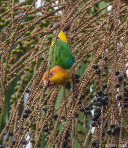 White-bellied Parrot (Pionites leucogaster)