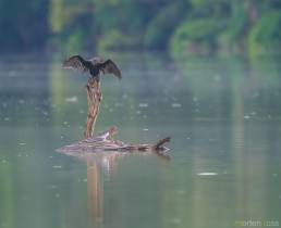 Neotropic Cormorant (Phalacrocorax brasilianus)