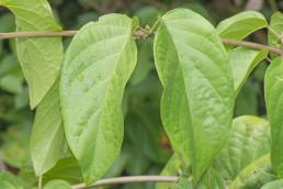 Bignonia aequinoctialis