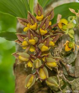 Catasetum schunkei