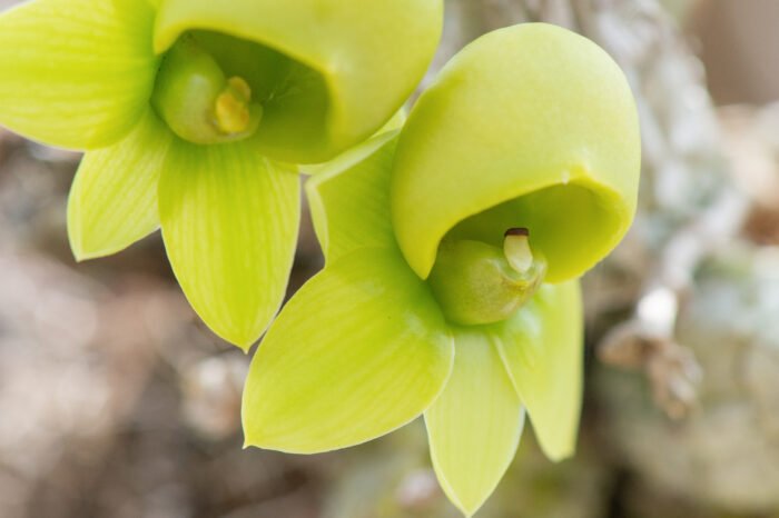 Catasetum orchid