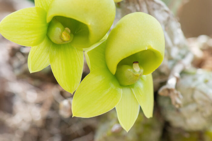 Catasetum orchid