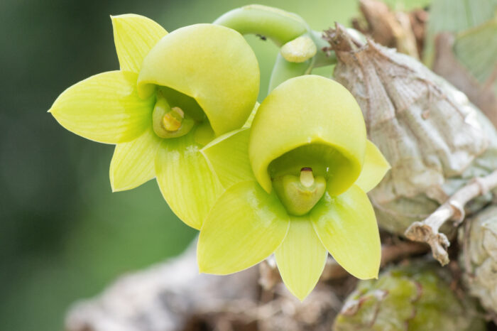 Catasetum orchid