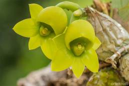 ARCC Catasetum 02