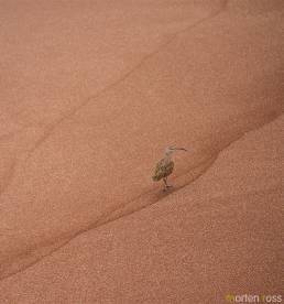 Whimbrel (Numenius phaeopus)