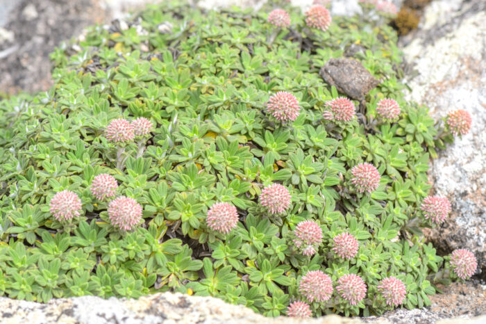 Libinhania rosulata