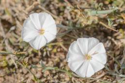 Convolvulus sarmentosus