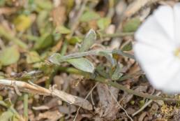 Convolvulus sarmentosus