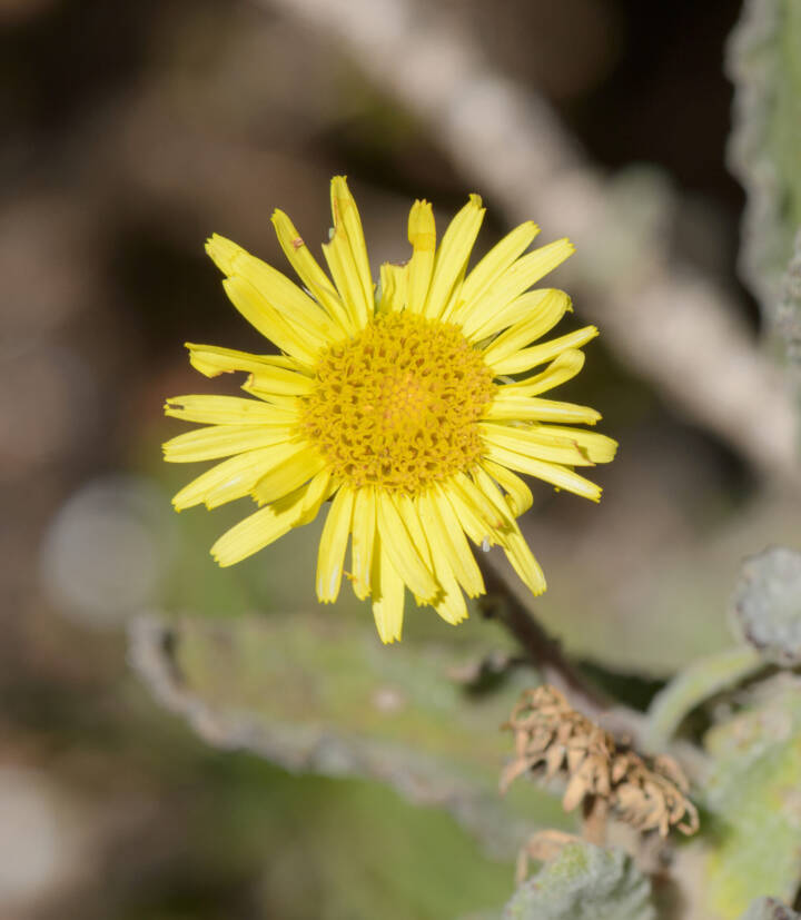 Pulicaria lanata