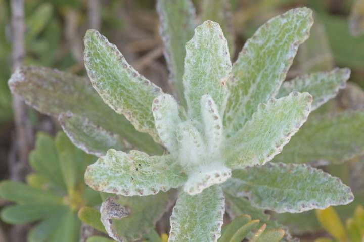 Pulicaria lanata