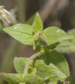 Trichodesma microcalyx