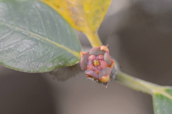 Euphorbia socotrana