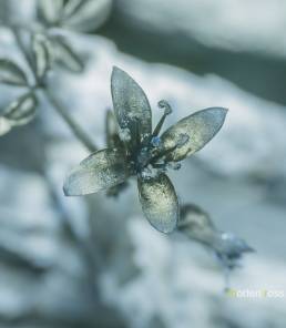 Cleome brachycarpa UV