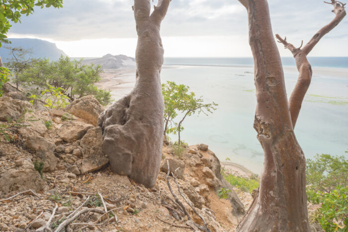 Detwah Lagoon, Socotra