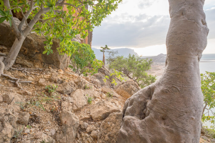 Detwah Lagoon, Socotra