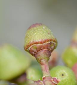 Cissus subaphylla