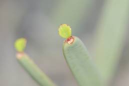 Cissus subaphylla