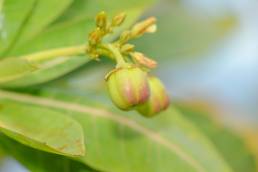 Jatropha unicostata