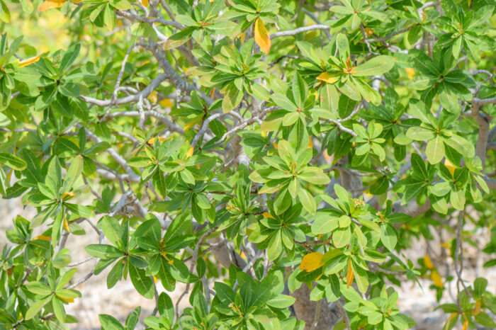 Jatropha unicostata