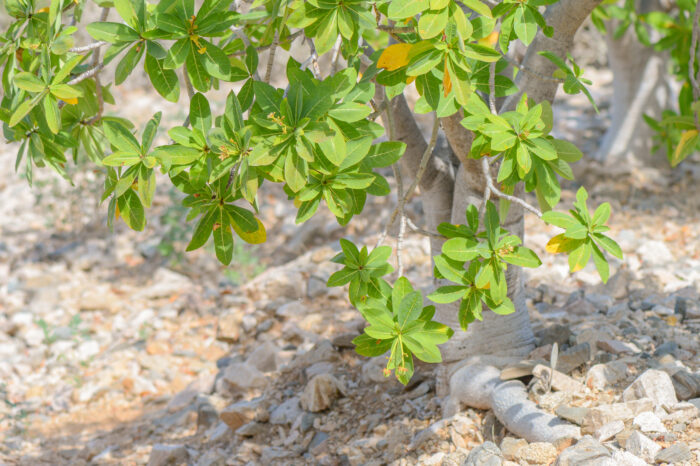 Jatropha unicostata