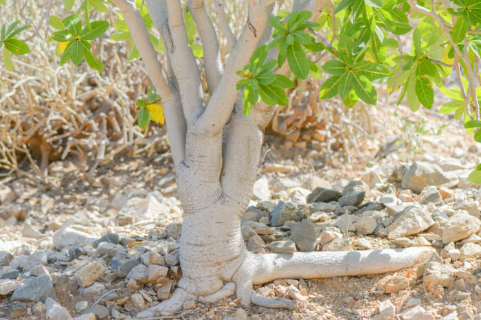 Jatropha unicostata