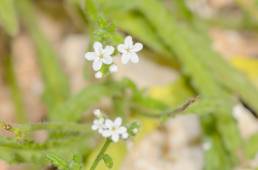 Heliotropium dentatum