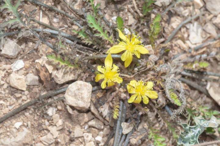 Corchorus erodioides