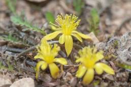 Corchorus erodioides