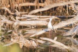 Black-winged stilt (Himantopus himantopus)