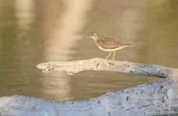 Common Sandpiper (Actitis hypoleucos)