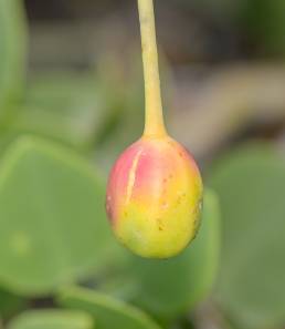 Cartilage Caper (Capparis cartilaginea)