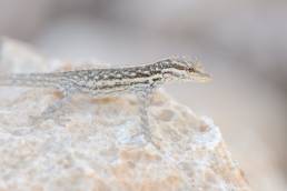 Socotra Rock Gecko (Pristurus sokotranus)