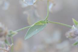 Convolvulus glomeratus