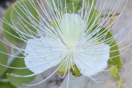 Capparis cartilaginea