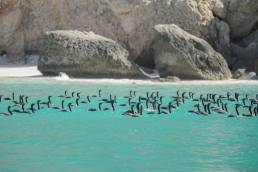 Socotra cormorant (Phalacrocorax nigrogularis)