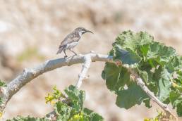 Socotra Sunbird (Chalcomitra balfouri)